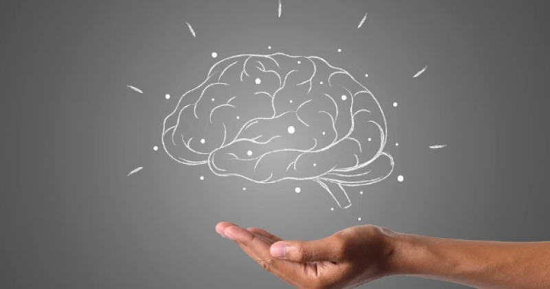 Eine Hand, die das Profil eines Gehirns hält